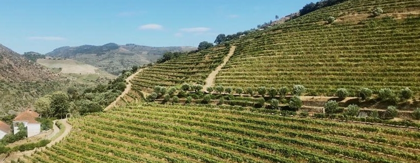 appellation Porto